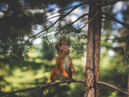 squirrel