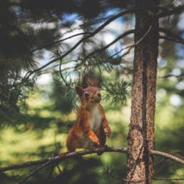squirrel