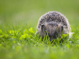 hedgehog