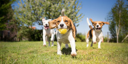 honden spelen puppy