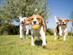honden spelen puppy