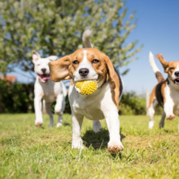 honden spelen puppy