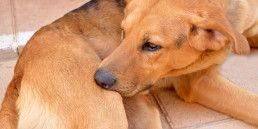 hond vlooien
