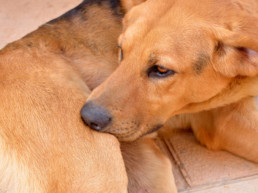 hond vlooien