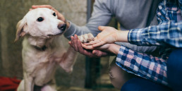 hond asiel