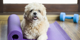 Dog sitting on a yoga mat