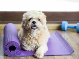 Dog sitting on a yoga mat