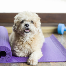 Dog sitting on a yoga mat