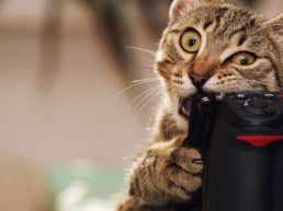 fotograferen van huisdieren
