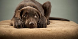 puppy bang ziek