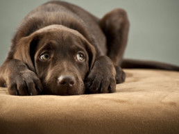 puppy bang ziek