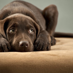 puppy bang ziek