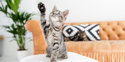 Katten gelukschallenges