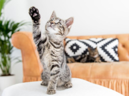 Katten gelukschallenges