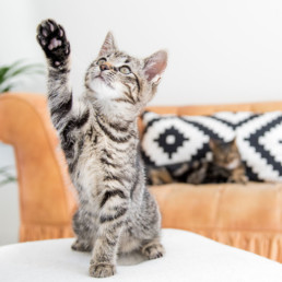 Katten gelukschallenges