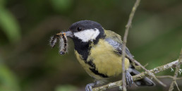 mees vogel eet eiken processierups