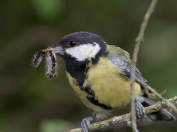 mees vogel eet eiken processierups