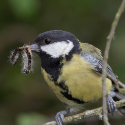 mees vogel eet eiken processierups