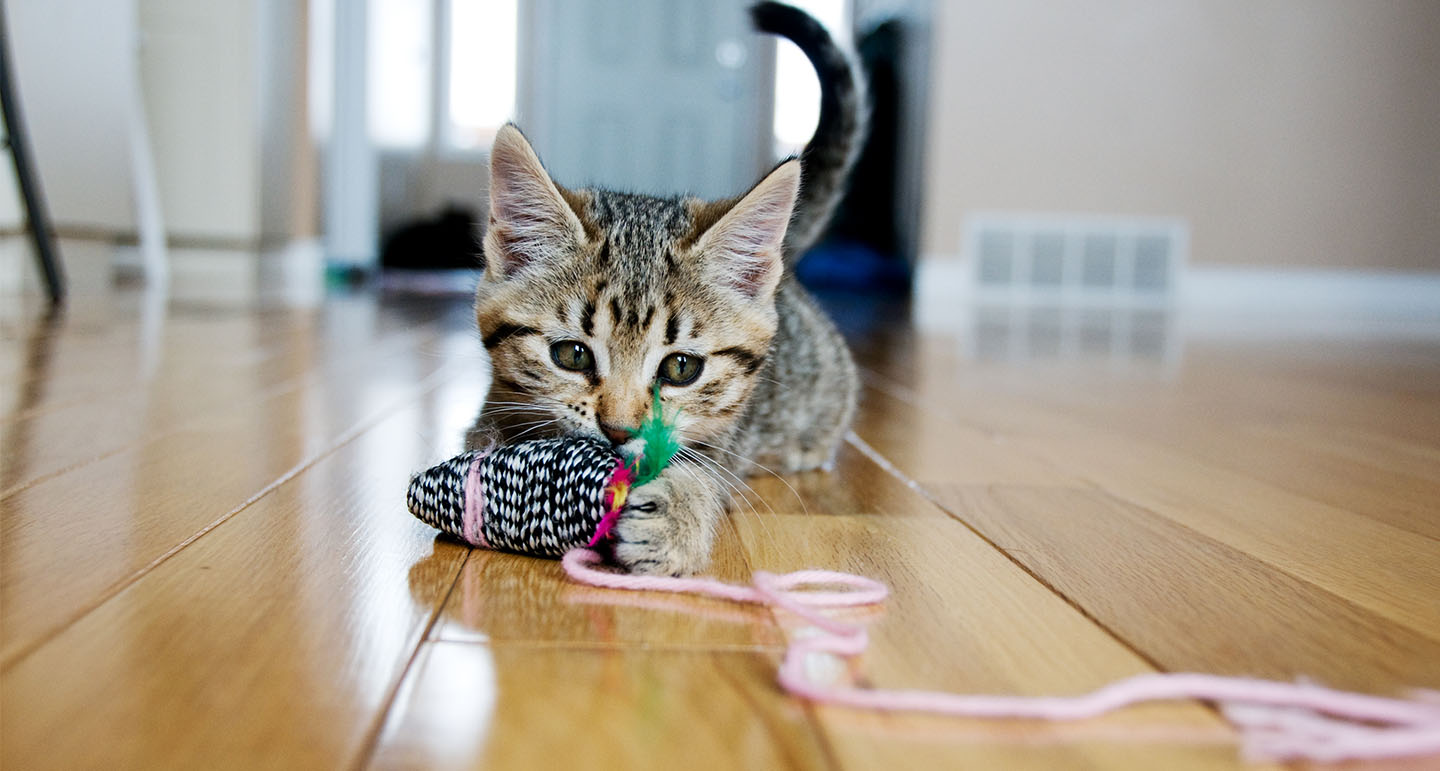 Kitten in huis; bereid jezelf goed voor! Pets Place