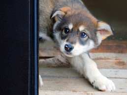 vuurwerkangst hond