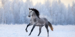 Paarden in de winter