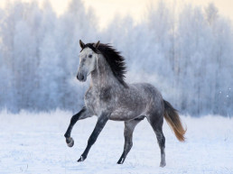 Paarden in de winter