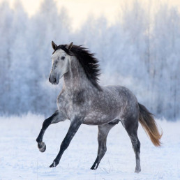 Paarden in de winter