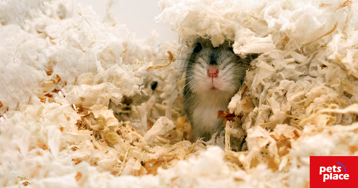 Pet hamster shop for sale
