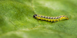 Plaaginsecten