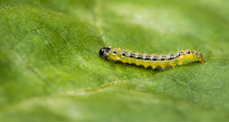 Plaaginsecten