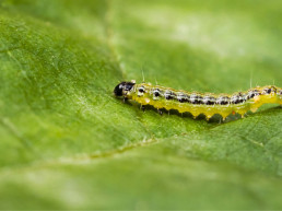 Plaaginsecten