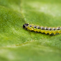 Plaaginsecten