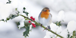 Vogeltjes in de winter