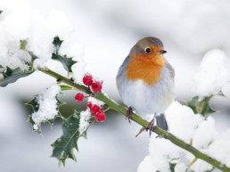 Vogeltjes in de winter