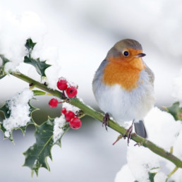 Vogeltjes in de winter
