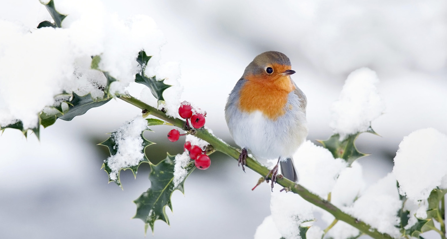 Help de vogeltjes in de winter met deze tips! - Pets Place