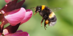 Bijen in de tuin