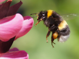 Bijen in de tuin