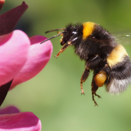 Bijen in de tuin