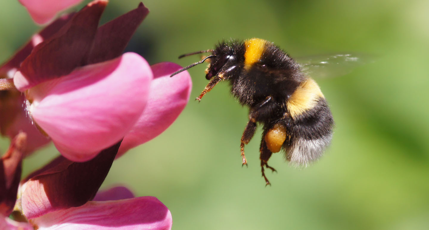 Meer bijen in jouw tuin