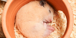 jouw hamster in de winsterslaap