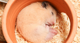jouw hamster in de winsterslaap