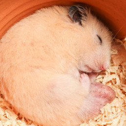 jouw hamster in de winsterslaap