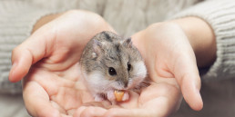 De leukste hamsternamen!