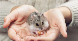 De leukste hamsternamen!