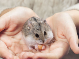 De leukste hamsternamen!