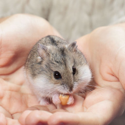 De leukste hamsternamen!