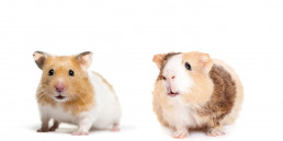 Kies ik voor een hamster of een cavia?