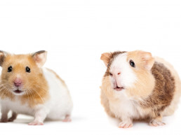 Kies ik voor een hamster of een cavia?