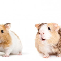 Kies ik voor een hamster of een cavia?